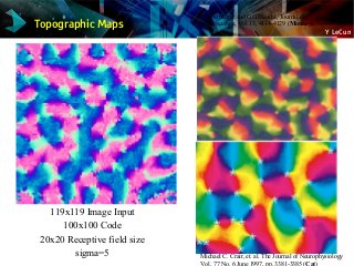 Y LeCun
119x119 Image Input
100x100 Code
20x20 Receptive field size
sigma=5 Michael C. Crair, et. al. The Journal of Neurophysiology
Vol. 77 No. 6 June 1997, pp. 3381-3385 (Cat)
K Obermayer and GG Blasdel, Journal of
Neuroscience, Vol 13, 4114-4129 (Monkey)Topographic Maps
 