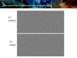 Y LeCun
Low-Level Filters Connected to Each Complex Cell
C1
(where)
C2
(what)
 