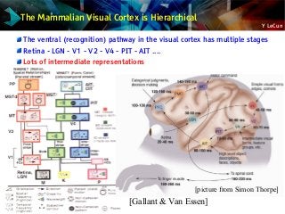 Y LeCun
The Mammalian Visual Cortex is Hierarchical
[picture from Simon Thorpe]
[Gallant & Van Essen]
The ventral (recognition) pathway in the visual cortex has multiple stages
Retina - LGN - V1 - V2 - V4 - PIT - AIT ....
Lots of intermediate representations
 
