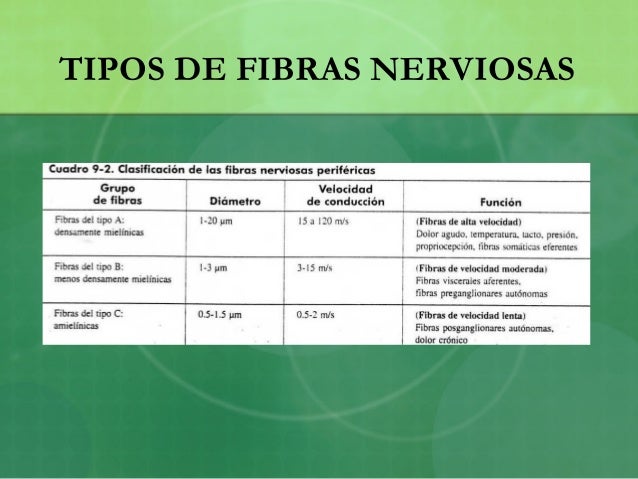 Anatomía y fisiología nervio periférico