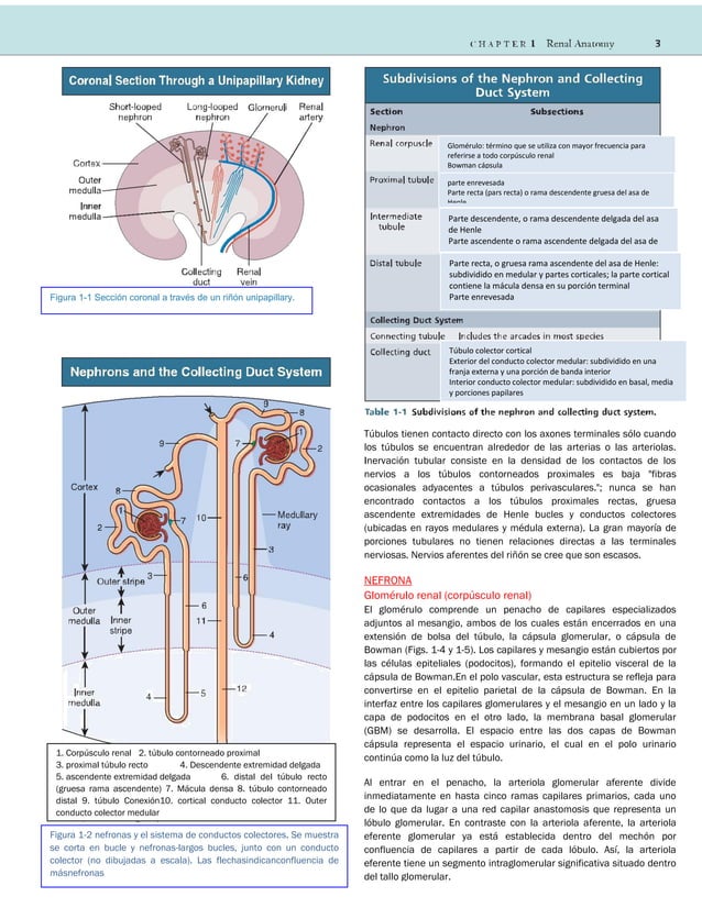 Cap 01 Anatomia Renal Comprehensive Clinical Nephrology