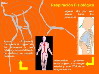 Respiración Fisiológica Intercambio gaseoso: entra oxígeno a la sangre arterial y sale CO2  de la sangre venosa Aparato  circulatorio transporta el oxígeno de los pulmones a los tejidos y barre el dióxido de carbono en sentido contrario.   Ingresa aire por vías aéreas hacia los pulmones Proyecto Biósfera. Ministerio de Educación y Ciencia. España. 