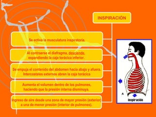 INSPIRACIÓN Se activa la musculatura inspiratoria. Al contraerse el diafragma,  desciende ,  expandiendo la caja torácica inferior. Se empuja el contenido del abdomen hacia abajo y afuera. Intercostales externos abren la caja torácica Aumenta el volumen dentro de los pulmones, haciendo que la presión interna disminuya.  Ingreso de aire desde una zona de mayor presión (exterior) a una de menor presión (interior de pulmones). 