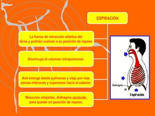 ESPIRACIÓN La fuerza de retracción elástica del  tórax y pulmón vuelven a su posición de reposo   Disminuye el volumen intrapulmonar. Aire emerge desde pulmones y viaja por vías  aéreas inferiores y superiores hacia el exterior. Músculos relajados, diafragma  asciende , para quedar en posición de reposo. Diafragma 