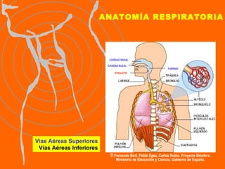 ANATOMÍA RESPIRATORIA Vías Aéreas Superiores Vías Aéreas Inferiores ©  Fernando Bort, Pablo Egea, Carlos Rubio. Proyecto Biósfera. Ministerio de Educación y Ciencia. Gobierno de España. CAVIDAD NASAL CAVIDAD BUCAL FARINGE EPIGLOTIS 