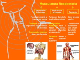 Musculatura Respiratoria Es un proceso  pasivo Los músculos espiratorios sólo actúan durante la espiración forzada Funcionan durante la inspiración normal Diafragma : principal en inspiración; separa el tórax del abdomen. Intercostales externos : abren parrilla costal Funcionan durante la inspiración profunda Esternocleido mastoídeo : rotan y flectan la cabeza. Levantan clavículas en respiración Escalenos : elevan y abren costillas superiores Inspiratorios Principales Inspiratorios Accesorios Espiración 