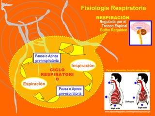 Fisiología Respiratoria RESPIRACIÓN Regulada por el  Tronco Espinal Bulbo Raquídeo CICLO RESPIRATORIO Espiración Pausa o Apnea  pre-inspiratoria Inspiración Pausa o Apnea pre-espiratoria Para ver animación, haz clic sobre imagen www.espaciologopedico.com/imagenes/espiracion.gif Diafragma 
