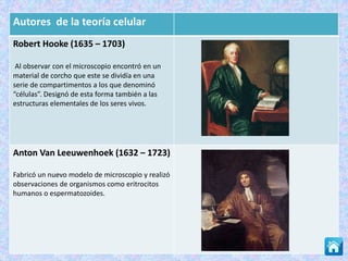 Autores de la teoría celular
Robert Hooke (1635 – 1703)
Al observar con el microscopio encontró en un
material de corcho que este se dividía en una
serie de compartimentos a los que denominó
“células”. Designó de esta forma también a las
estructuras elementales de los seres vivos.
Anton Van Leeuwenhoek (1632 – 1723)
Fabricó un nuevo modelo de microscopio y realizó
observaciones de organismos como eritrocitos
humanos o espermatozoides.
 