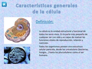 Definición:
La célula es la unidad estructural y funcional de
todos los seres vivos. Es la parte más pequeña de
cualquier ser con vida y es capaz de realizar las
funciones vitales de reproducción, relación y
nutrición.
Todos los organismos poseen una estructura
celular parecida, desde los unicelulares (bacterias,
hongos...) hasta los pluricelulares como el ser
humano.
 