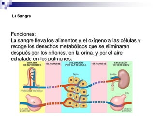 La SangreFunciones:La sangre lleva los alimentos y el oxígeno a las células y recoge los desechos metabólicos que se eliminaran después por los riñones, en la orina, y por el aire exhalado en los pulmones.
