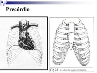 Arterias carótidas, braquiales, radiales, cubitales, poplíteas, pedias y tíbiales. Se comparan. 