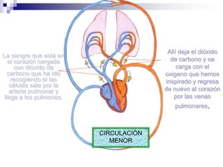 Allí deja el dióxido de carbono y se carga con el oxigeno que hemos inspirado y regresa de nuevo al corazón por las venas pulmonares.La sangre que está en el corazón cargada con dióxido de carbono que ha ido recogiendo el las células sale por la arteria pulmonar y llega a los pulmones.CIRCULACIÓN MENOR