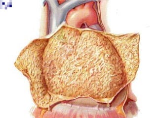 Análise de batimentos ou movimentos visíveis e/ou palpáveis