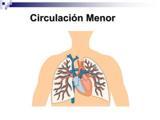 Circulación Menor