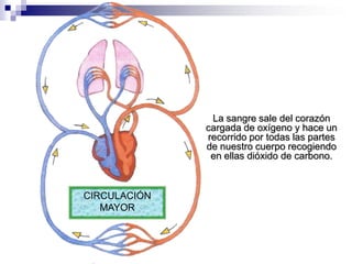 La sangre sale del corazón cargada de oxígeno y hace un recorrido por todas las partes de nuestro cuerpo recogiendo en ellas dióxido de carbono.CIRCULACIÓN MAYOR