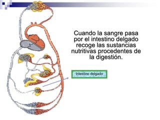 Cuando la sangre pasa por el intestino delgado recoge las sustancias nutritivas procedentes de la digestión.Intestino delgado