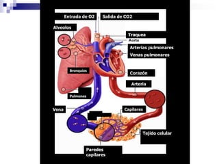 Salida de CO2Entrada de O2AlveolosTraqueaArterias pulmonaresVenas pulmonaresBronquiosCorazónArteriaPulmonesVenaCapilaresTejido celularParedes capilares