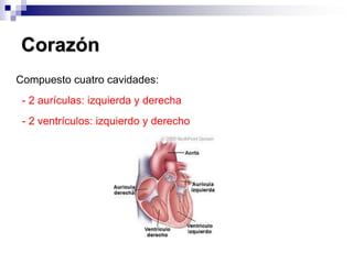 CorazónCompuesto cuatro cavidades:  - 2 aurículas: izquierda y derecha  - 2 ventrículos: izquierdo y derecho