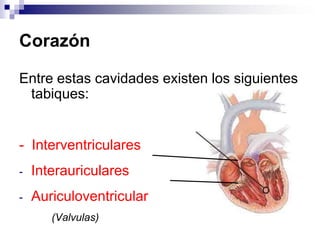 CorazónEntre estas cavidades existen los siguientes tabiques:-  Interventriculares Interauriculares 