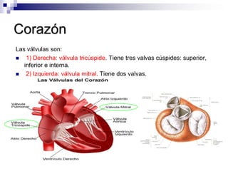 Auriculoventricular           (Valvulas)