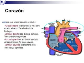 CorazónLas válvulas son:1) Derecha: válvula tricúspide. Tiene tres valvas cúspides: superior, inferior e interna.2) Izquierda: válvula mitral. Tiene dos valvas.