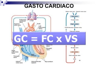    Imagen electrocardiográfica normal.