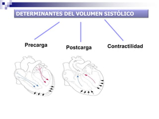 Personas Sanas Atletas.