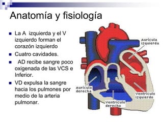Anatomía y fisiologíaEs el órgano principal del aparato circulatorio, situado en la cavidad torácica.Cuatro cavidades.  AD recibe sangre poco oxigenada de las VCS e Inferior.VD expulsa la sangre hacia los pulmones por medio de la arteria pulmonar.