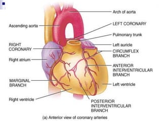    Alcanza una FC de 160 – 220. 3. Alteraciones del Ritmo. Taquicardia3.4 Extrasístole Auricular.   Impulsos Auriculares anticipados.
