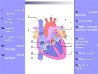 Anatomía y fisiologíaLa A  izquierda y el V izquierdo forman el corazón izquierdo Cuatro cavidades.  AD recibe sangre poco oxigenada de las VCS e Inferior.VD expulsa la sangre hacia los pulmones por medio de la arteria pulmonar.