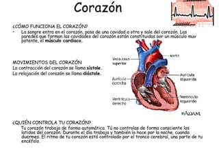 25/04/201148PROPRTIES OF CARDIAC MUSCLE1- EXCITABILITY2- CONTRACTILITY3- RHYTHMICITY4- CONDUCTIVITY