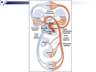 FISIOLOGÍA CARDIOVASCULAR