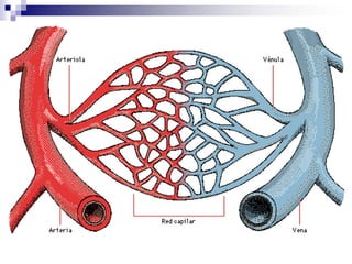 FISIOLOGÍA CARDIOVASCULARHEMATOSIS