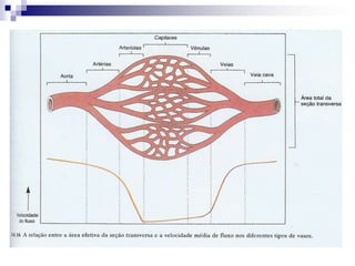 25/04/201162BrainThe Systemic CirculationLungsArteries (Stiff Inflexible “Pipes”)Veins (Flexible Compliant “Pipes”)Precapillary SphinctersLiverStomachPancreasIntestinesKidneysArteriolesSkinMuscle