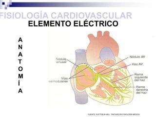 FISIOLOGÍA CARDIOVASCULARBomba Cardiaca.