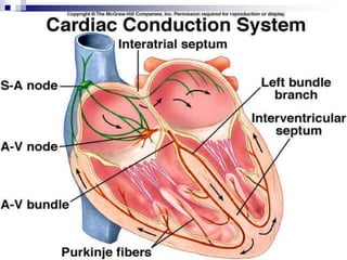 1. Generalidades AnatomofisiológicasGasto Cardiaco:FC X  VSDepende:ContractilidadPre carga.Pos carga