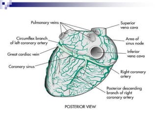 FISIOLOGÍA CARDIOVASCULARELEMENTO ELÉCTRICOANATOMÍAFUENTE: GUYTON & HALL. TRATADO DE FISIOLOGÍA MÉDICA.