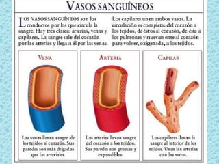 Anatomía y función de los vasos sanguíneosArteriasPared arterial está compuesta por:Túnica íntima o internaTúnica mediaTúnica externaendoteliomuscularadventiciaElasticidadyContractibilidad