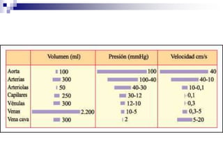 Arteria muscular. Orceína. x165