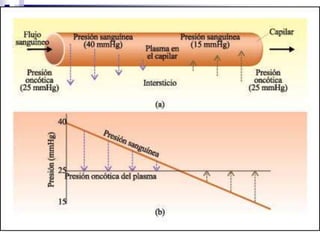Arteria muscular. H-E. x360
