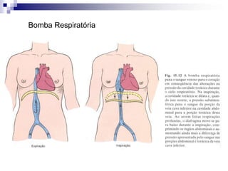C) VEIAS: Vasos de capacitância –reservatório._ São vasos que levam sangue dos órgãos e tecidos ao coração_ Vasos de Capacitância (Vênulas e Veias) – parede fina e nos membros possuem válvulas. Contém cerca de 2/3 dos sangue circulante e fibras nervosas para controle do volume sangüíneo no reservatório.