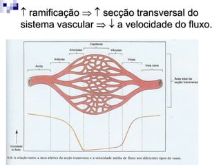 Contração do músculo esquelético (Bomba periférica) auxilia a circulação do sangue venoso