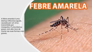 INTERNA
A febre amarela é uma
doença infecciosa aguda,
causada por um vírus
transmitido por
mosquitos. É uma doença
grave, com alto risco de
morte nas suas formas mais
graves.
 