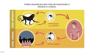 INTERNA
A febre amarela tem dois ciclos de transmissão: o
silvestre e o urbano.
 
