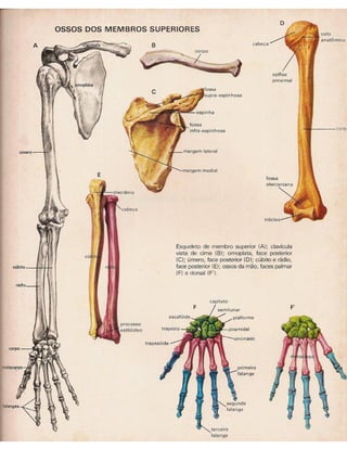 01 atlas do corpo humano 01_15