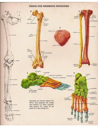 01 atlas do corpo humano 01_15