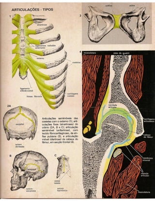 01 atlas do corpo humano 01_15
