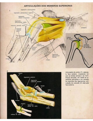 01 atlas do corpo humano 01_15