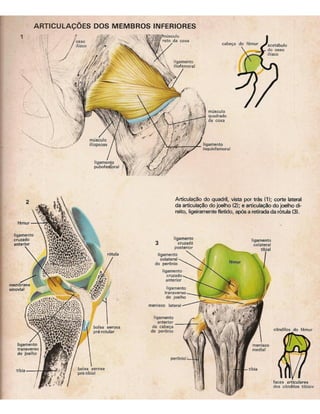 01 atlas do corpo humano 01_15