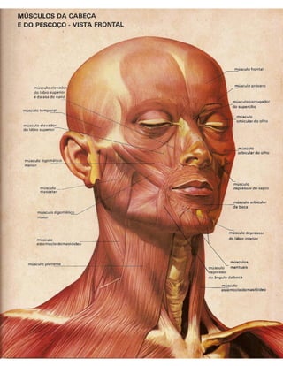 01 atlas do corpo humano 01_15
